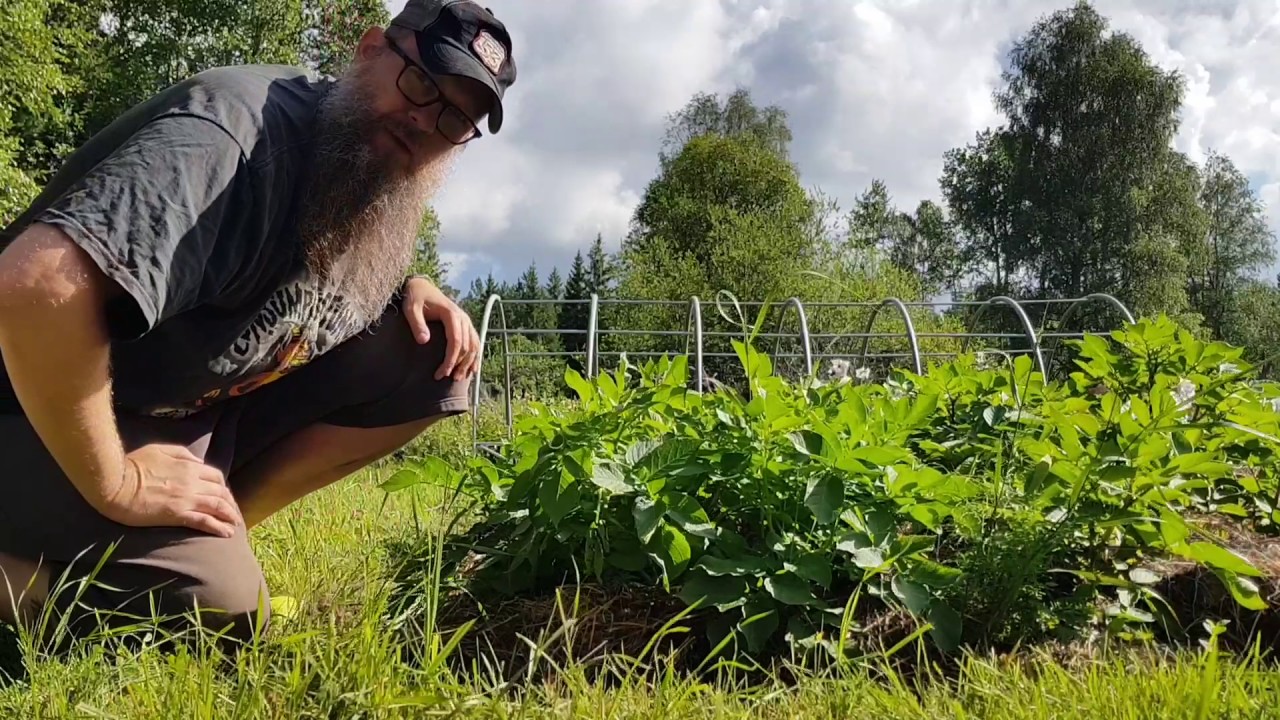 Vi täckodlar potatis för första gången.