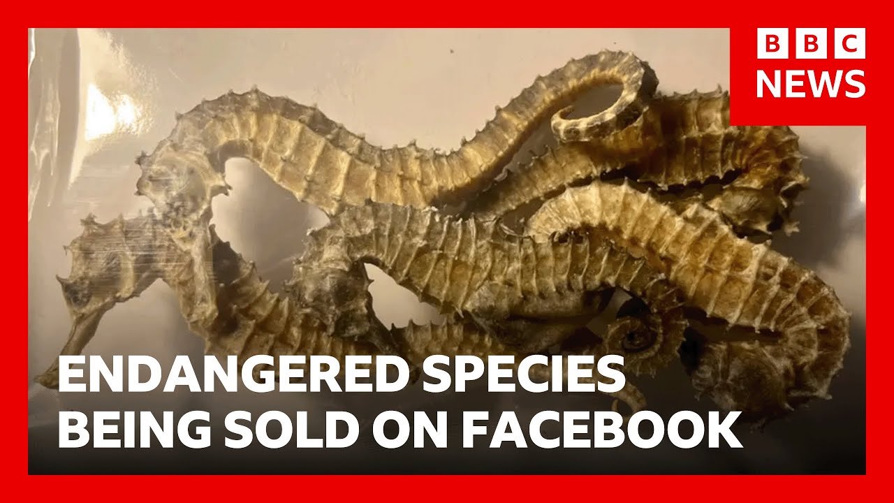 Tiger teeth, dried seahorses and shark fins sold illegally on Facebook, BBC finds | BBC News