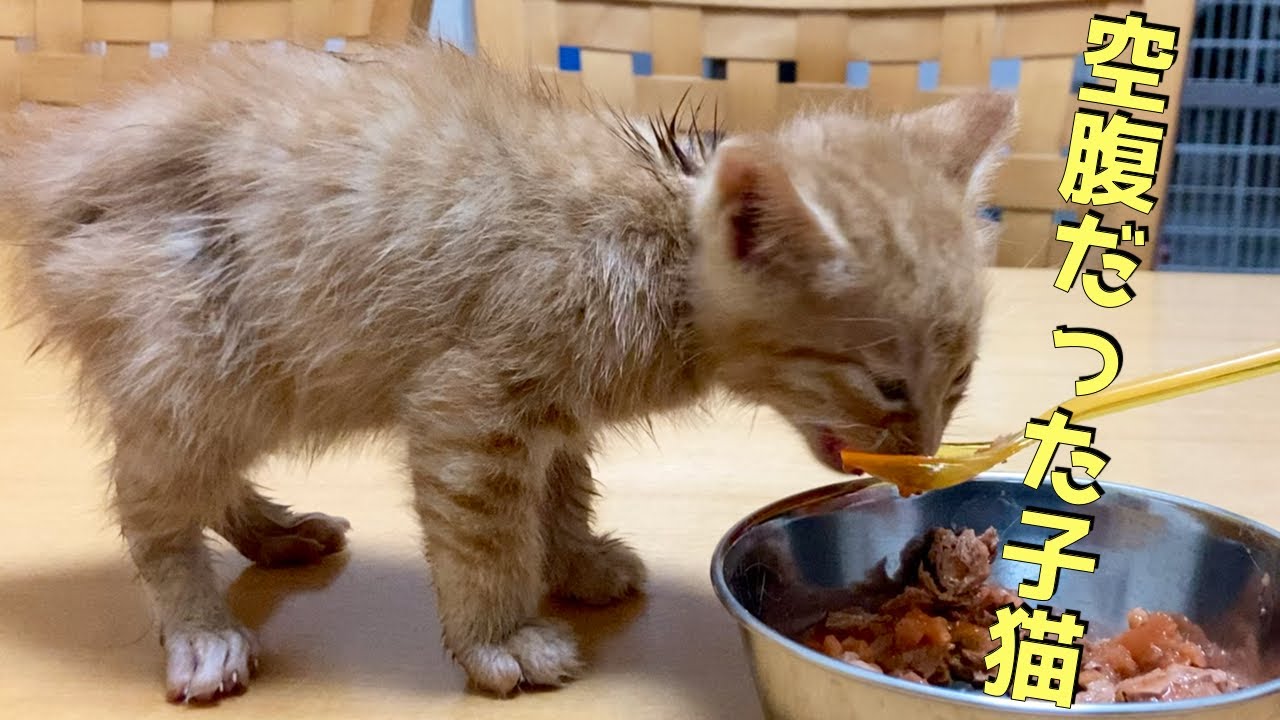 空腹だった子猫が必死に食べる姿に癒されました。