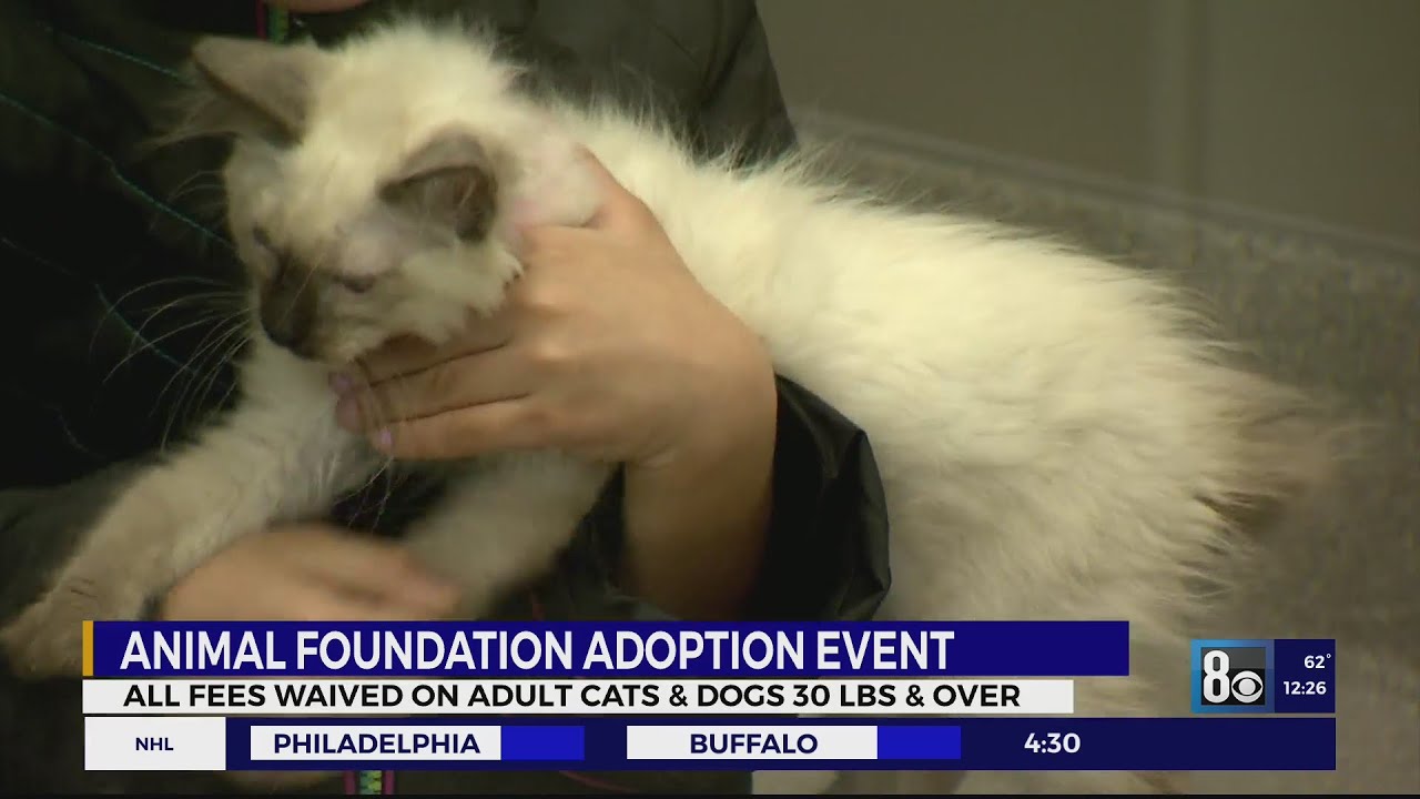 Animal Foundation pet adoption event, special offer