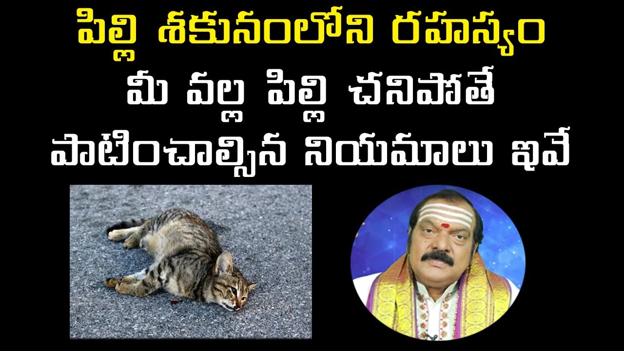 మీ వ‌ల్ల పిల్లి చ‌నిపోతే చేయాల్సిన ప‌రిహారం | Death of Cats | Machiraju Venugopal | Machiraju Jayam
