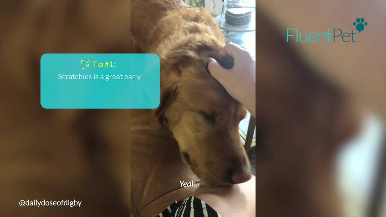 Teaching SCRATCHIES | FluentPet Buttons