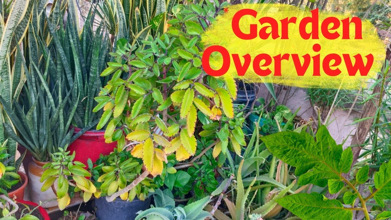 March Month First Garden Overview / Winter Flowering Plant Update Summer 🍃 Garden Work Start 