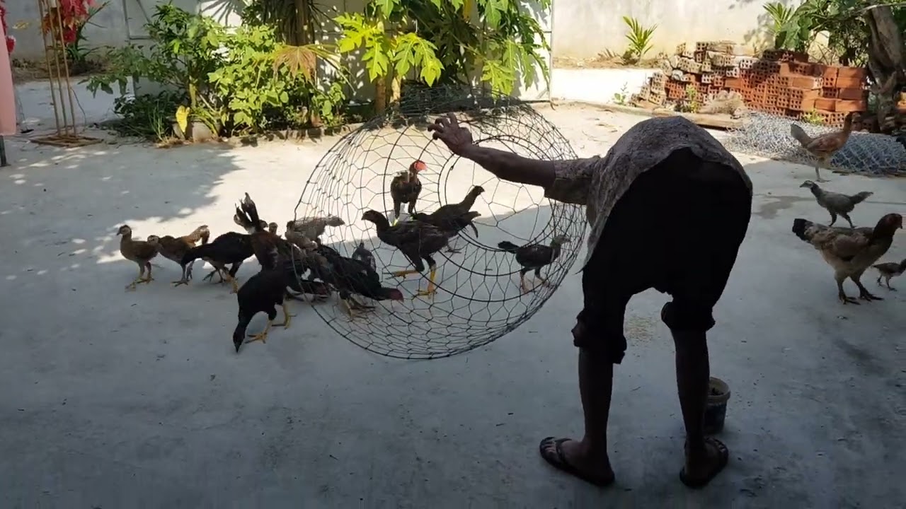 Về Quê Xem Bà Ngoại Bắt Gà Nghỉ Hè 6/2023