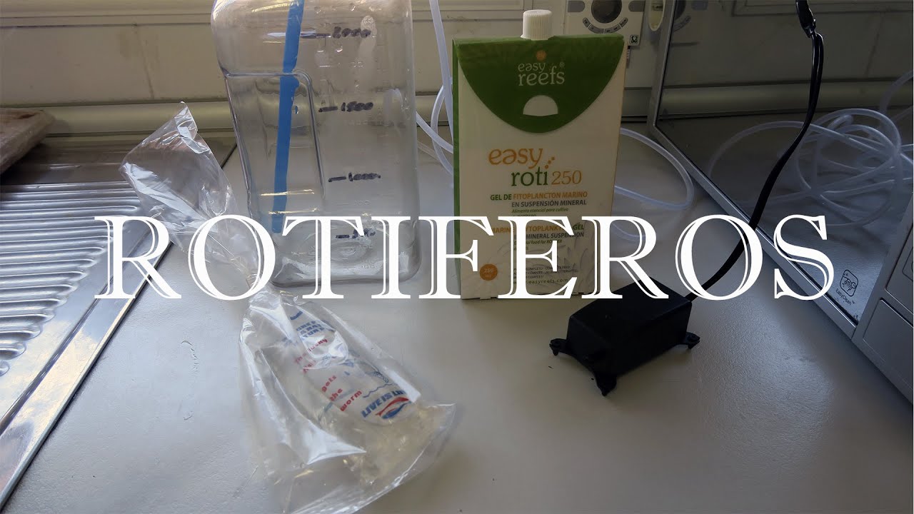 Cultivo de rotiferos para alimentar peces y corales del acuario marino