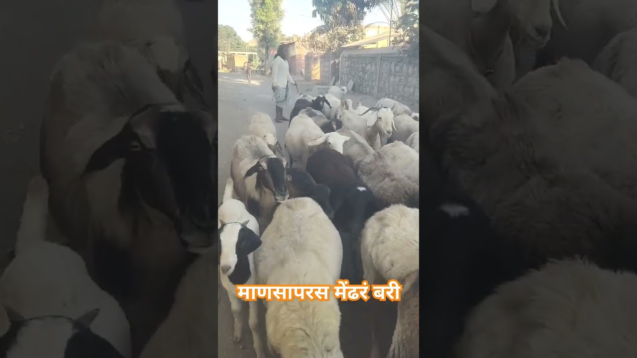 गेली सांगून ज्ञानेश्वरी माणसापरस मेंढर बरी | #dadakondke