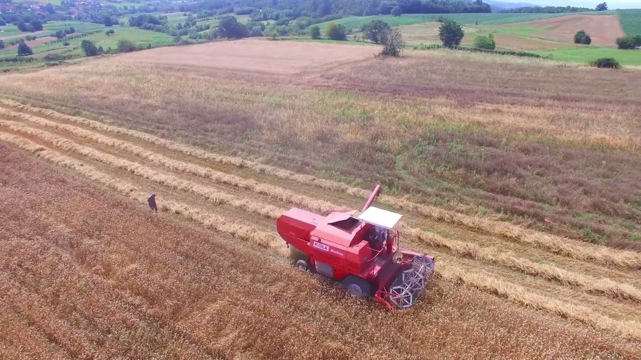 Harvest 2024 Kola rubin