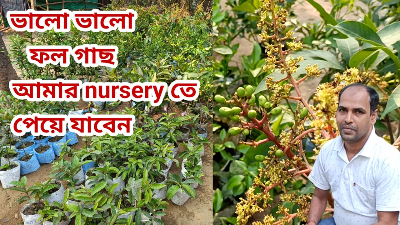 ভালো এবং অরিজিনাল চারা নিতে চাইলে আমার কাছে পেয়ে যাবেন #falchara #nursery