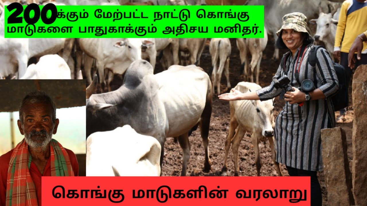 200க்கும் மேற்பட்ட நாட்டு கொங்கு மாடுகளை பாதுகாக்கும் அதிசய மனிதர் | Humble Bee Vlog by SG