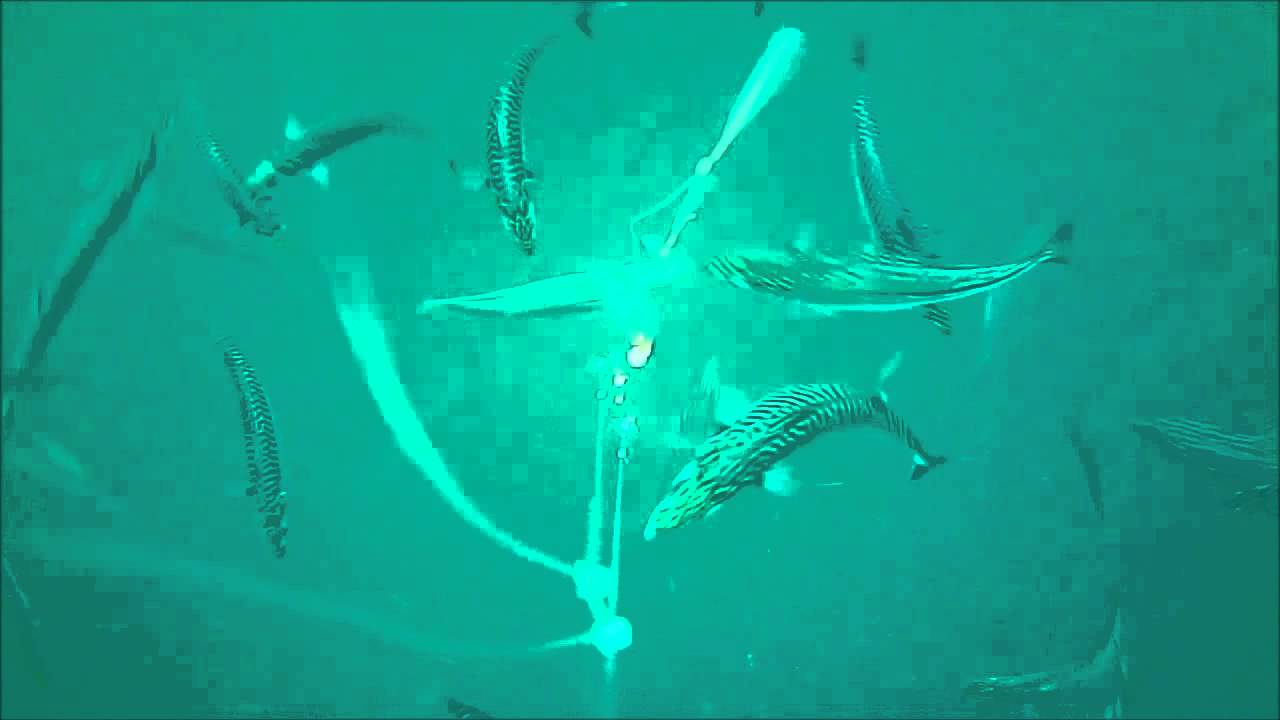 mackerel bashing