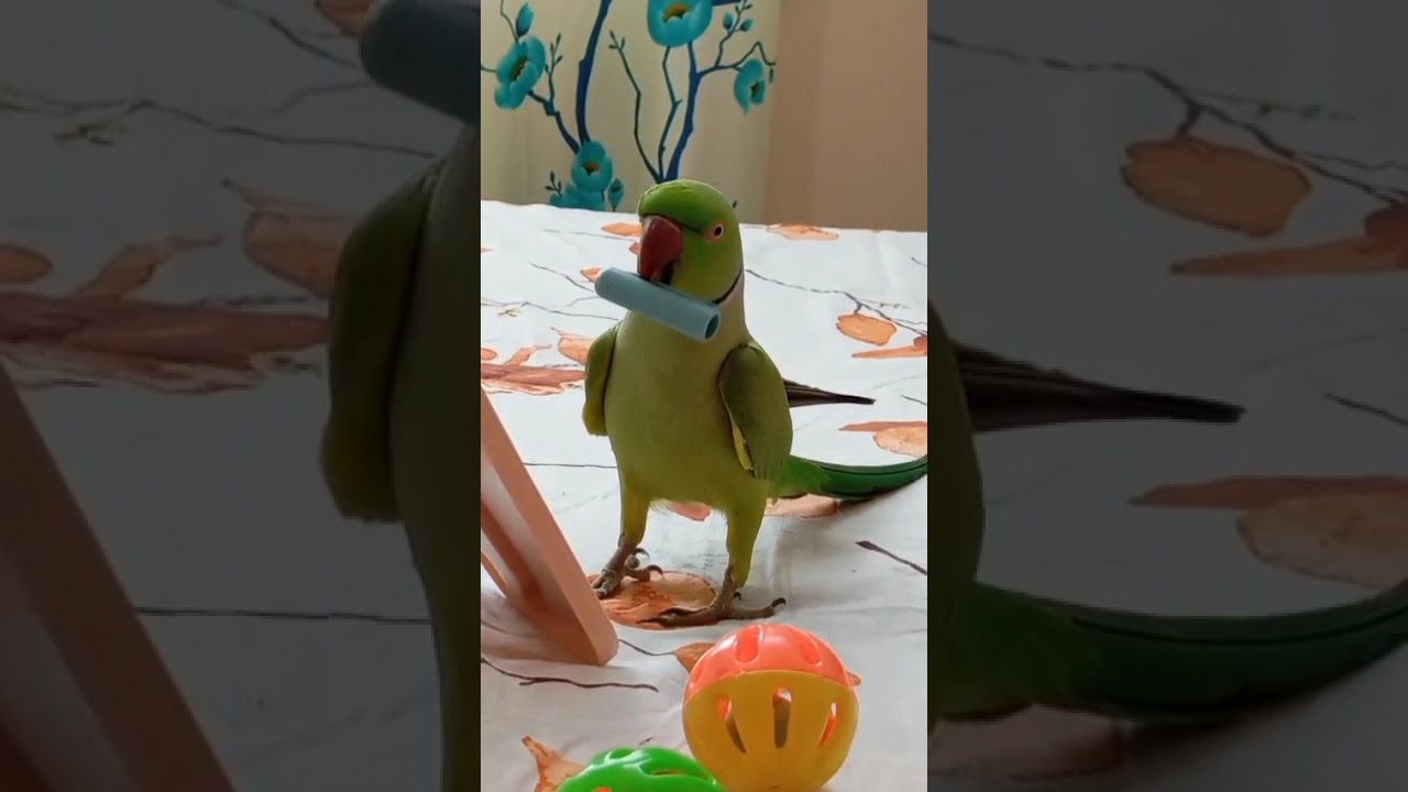 Hello, I'm back with my new fun. Let's enjoy ❤️🦜