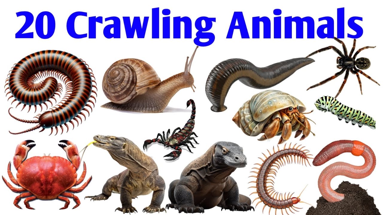 Kids Crawling Animals Learning | Animals English name #kidsschool