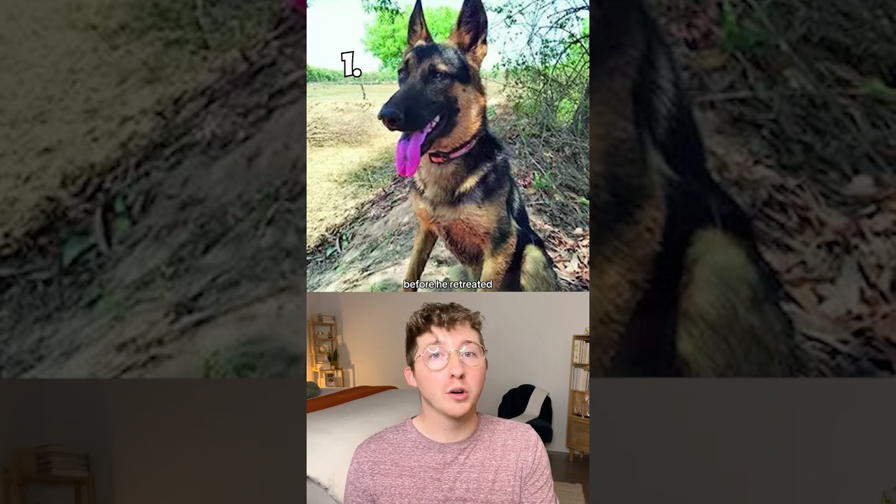 Top 5 Dogs of the Week