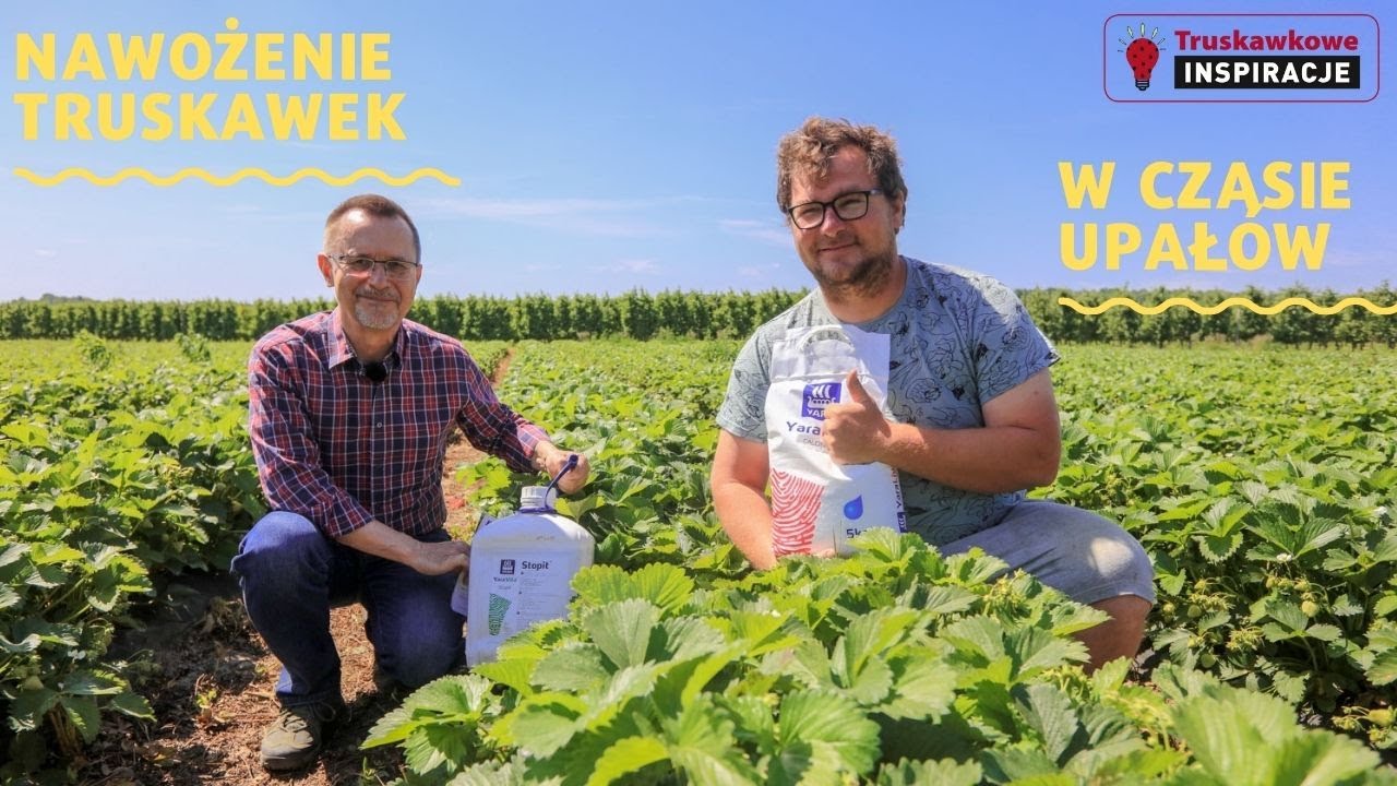 Nawożenie truskawek w czasie upałów. Cz. 2. - nawożenie dolistne