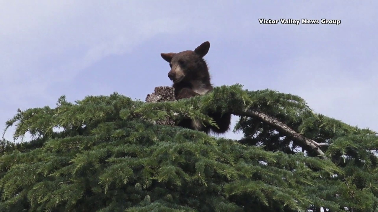 Bear climbs tree in Apple Valley, CA; brought down safely