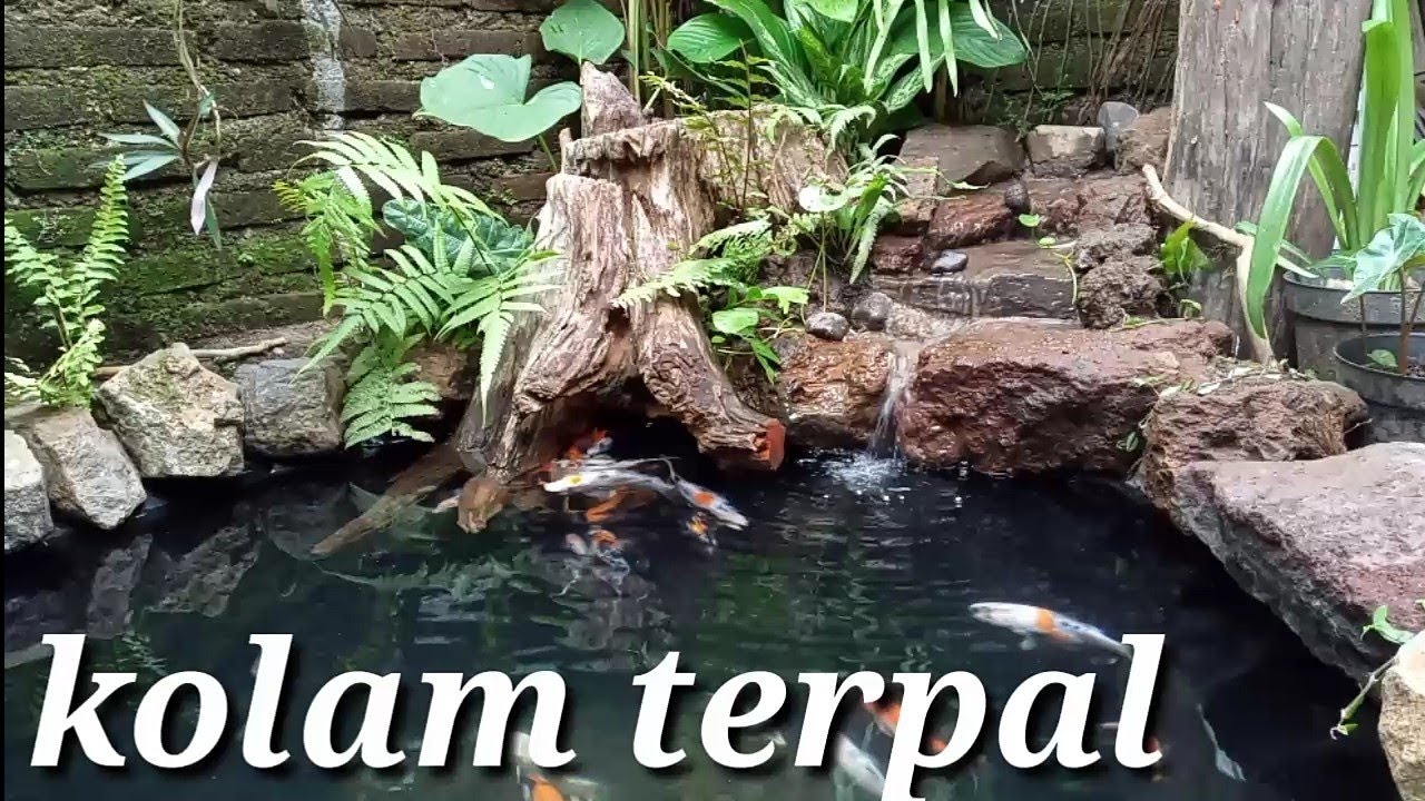cara membuat kolam koi alami dari terpal/ geomembran #natural koi pond