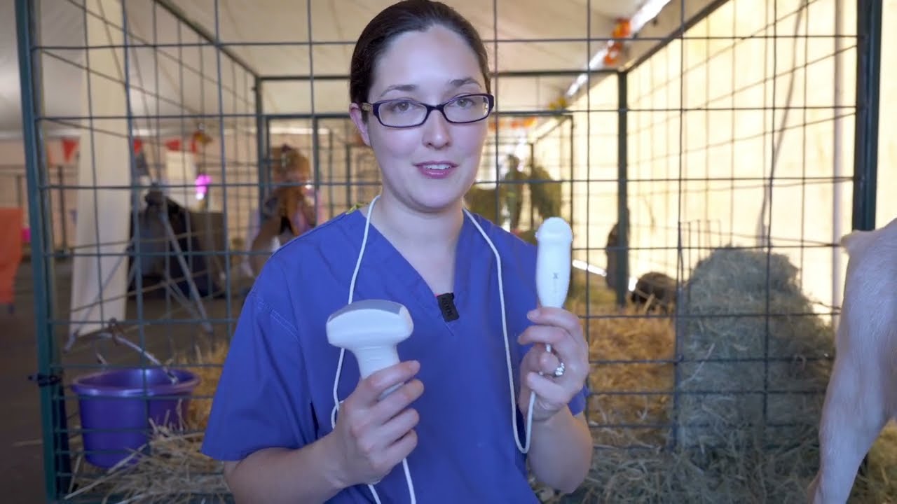 Probe placement for ultrasound pregnancy scanning in goats