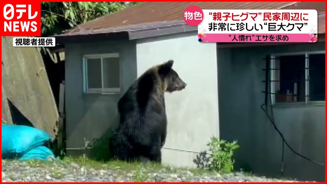 【巨大】体重202kg  ヒグマ親子が民家周辺に出現