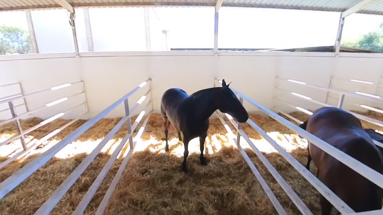 Feria Internacional Ganadera Zafra 2023 en 360º -  Ganado equino