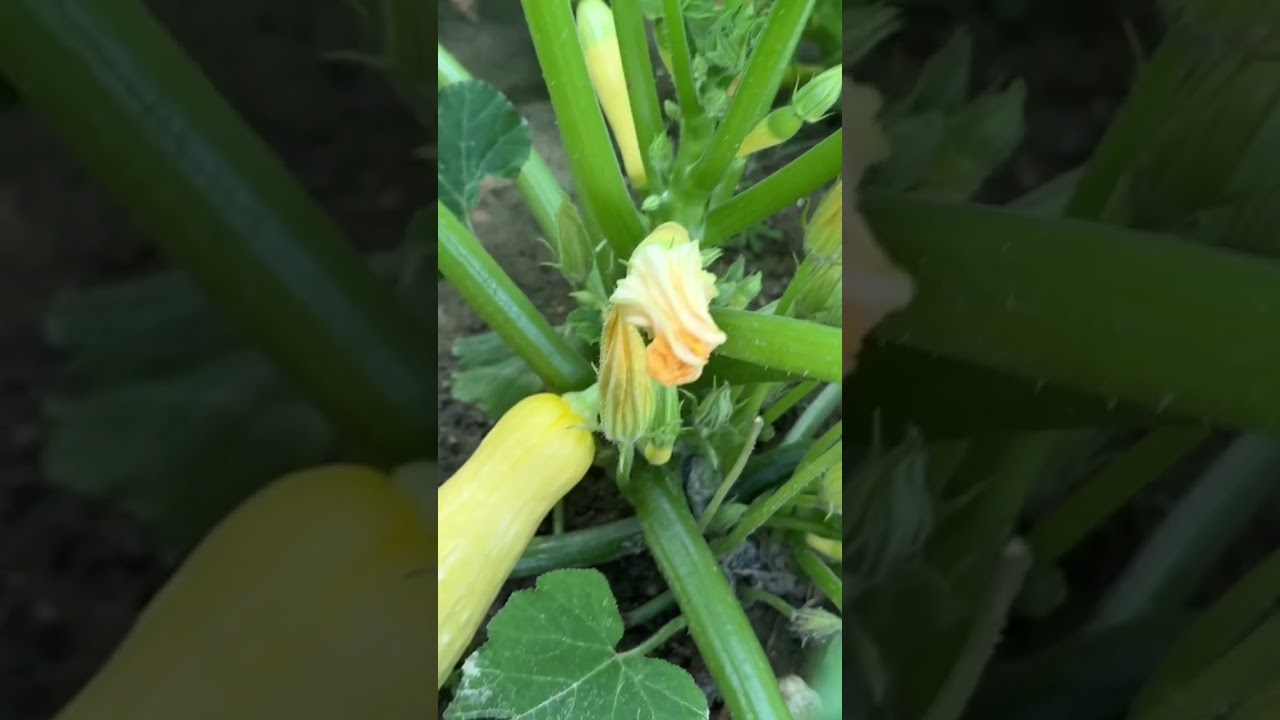 Two Techniques for Harvesting your Squash or Zucchini