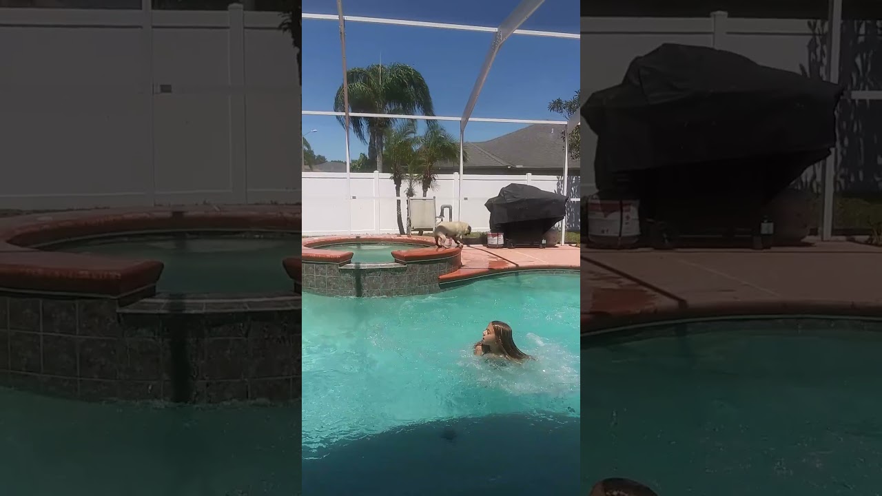 Louie the Aqua Pug1