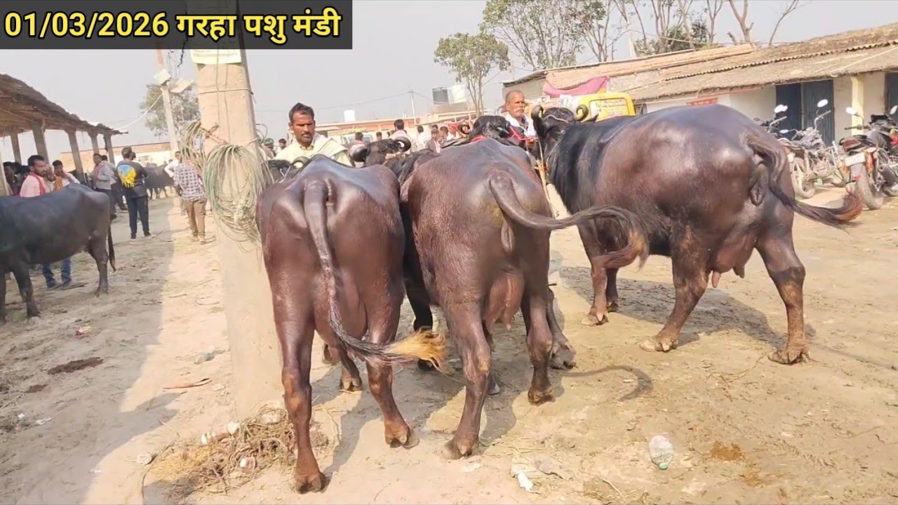आज पहुंचे हैं हम गरहा पशु मंडी जिला मुजफ्फरपुर बिहार #buffalomarketvideo