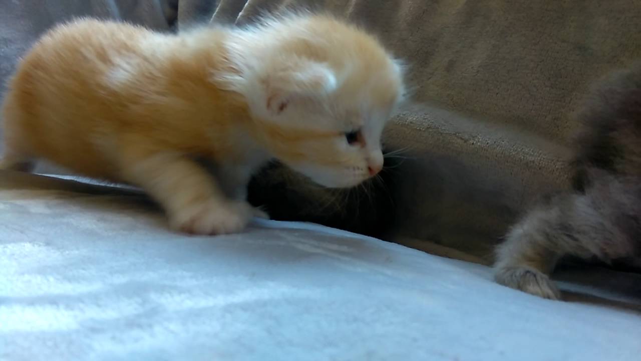 VIDEO0058