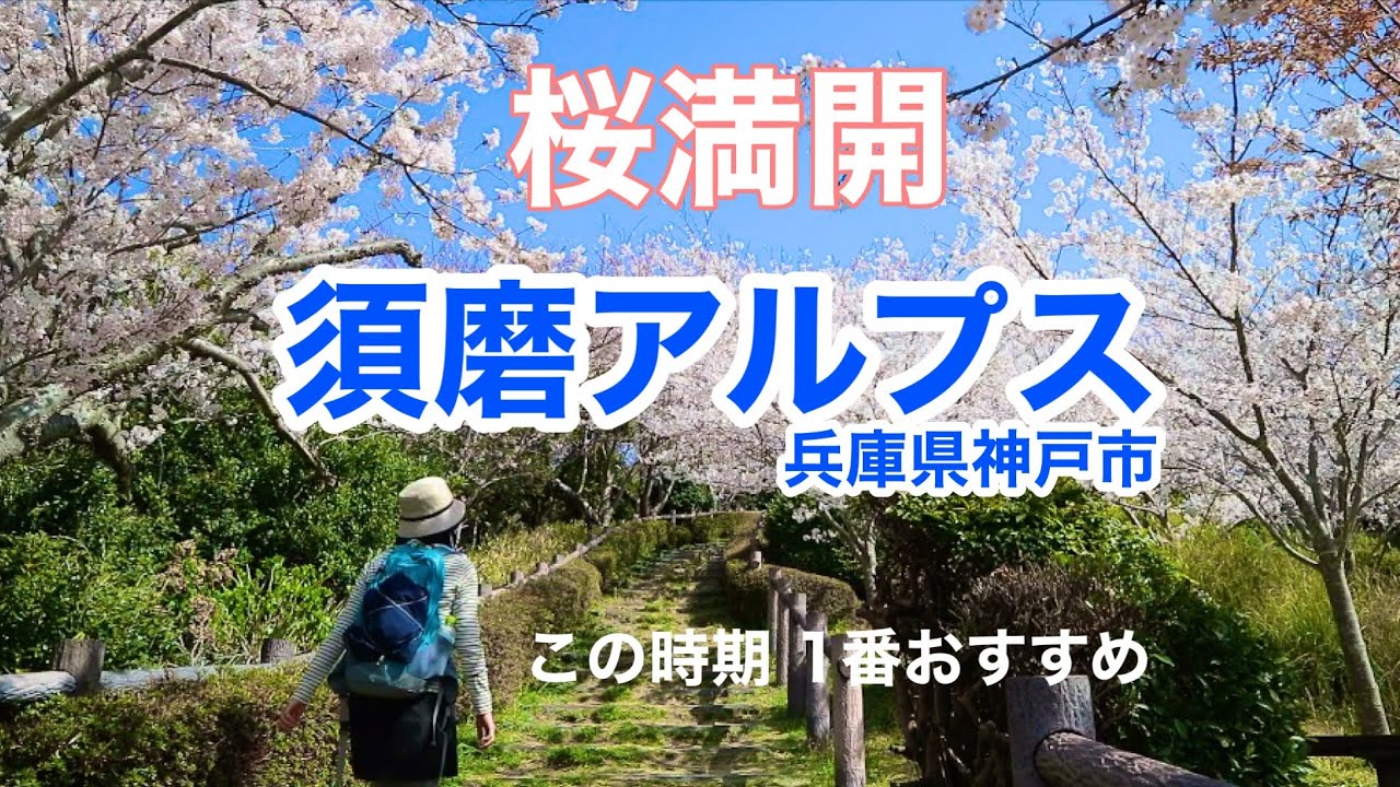 【女ひとり登山】桜の須磨アルプス（兵庫県神戸市・六甲山系）須磨山上遊園の桜満開🌸Entregado a Iniesta, miembro del Vissel Kobe.