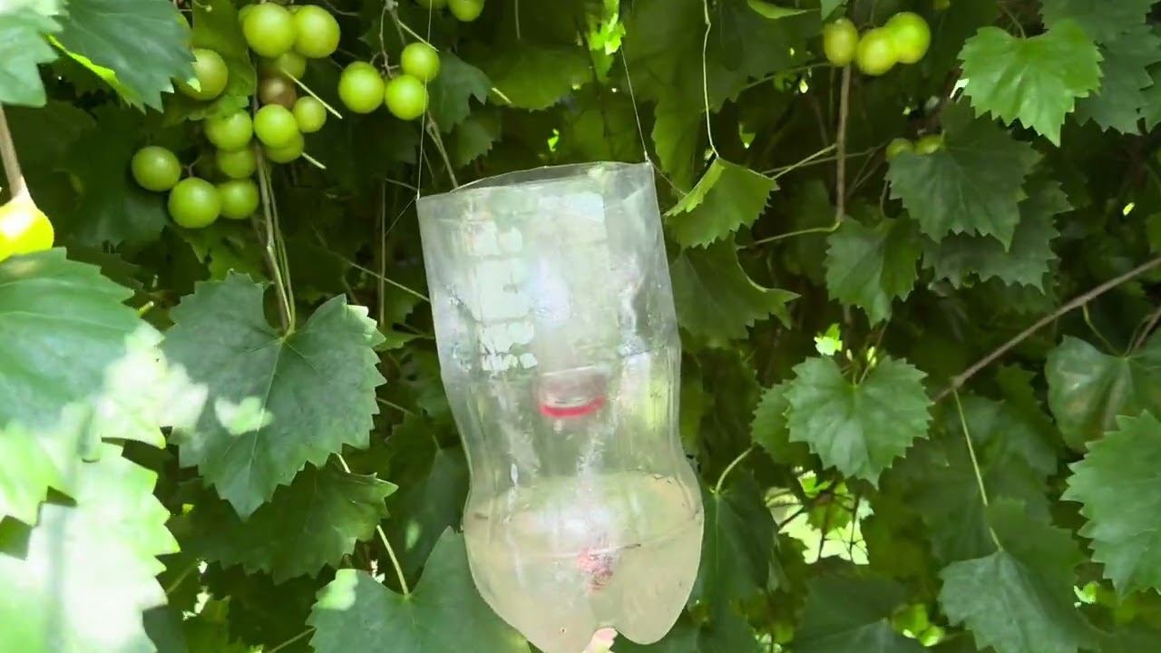 Early season muscadine varieties 2023