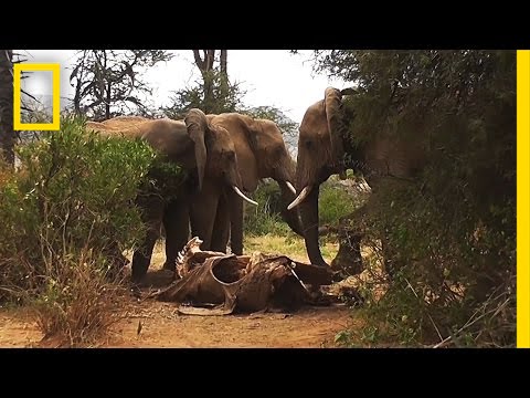 Rare Footage: Wild Elephants “Mourn” Their Dead | National Geographic