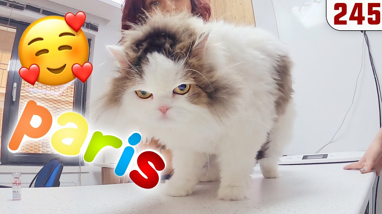 Ünlü Kedi Pofuduk Paris Geldi 😍 ve bonus ÇOLAK ve BELLA @DoBiDa 245