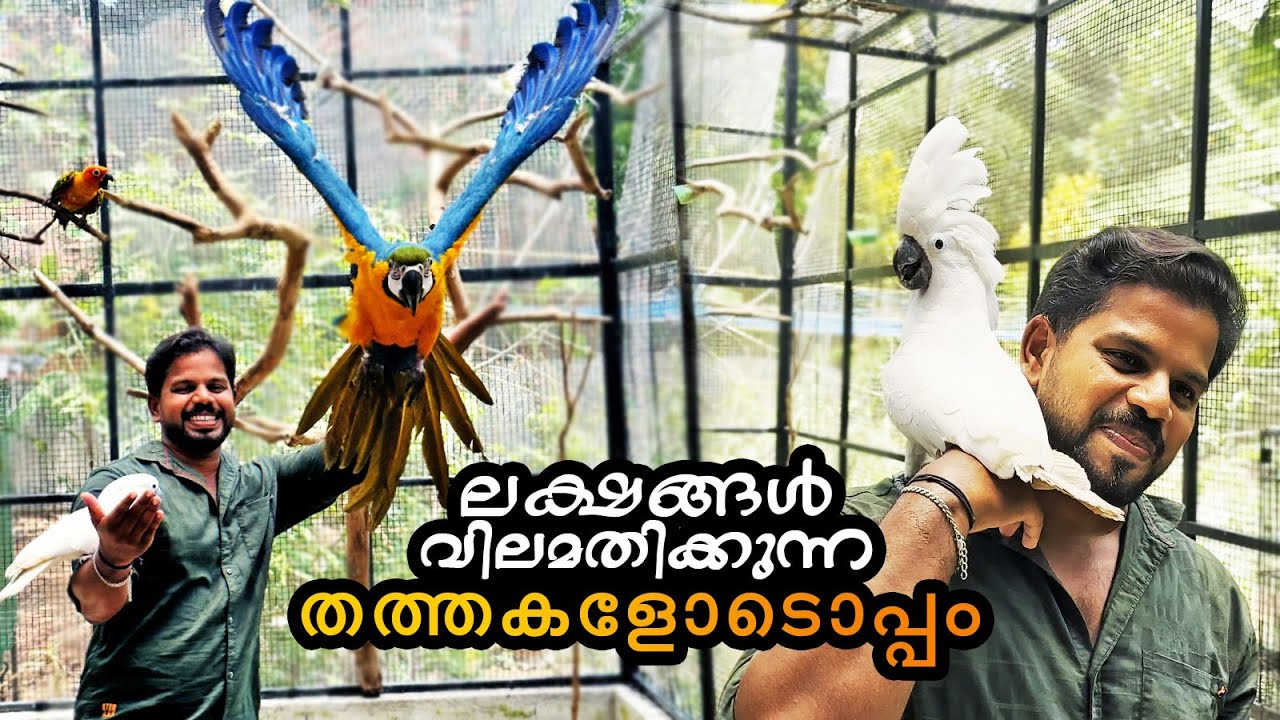 കിളികളെ വളർത്തുന്നവർ ഇത് അറിയണം | Kerala Mixed Aviary