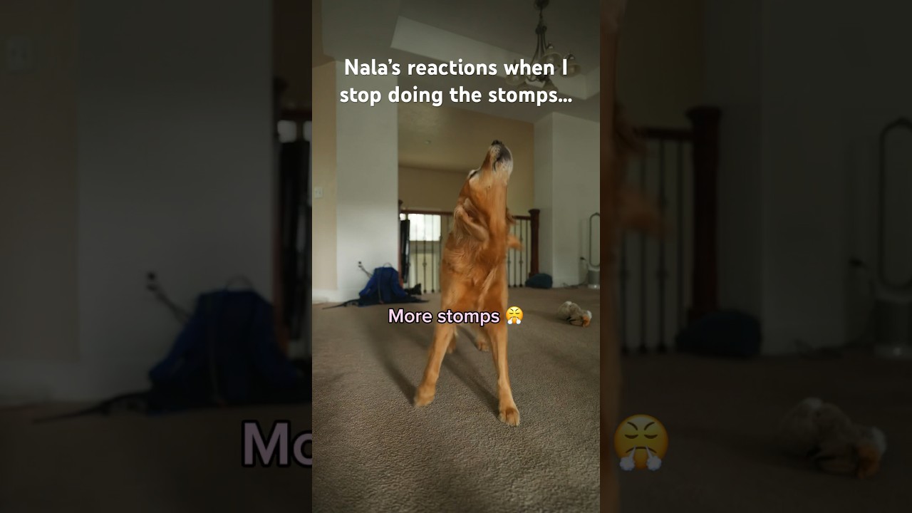 The stomps stop when Nala says they stop 🫡