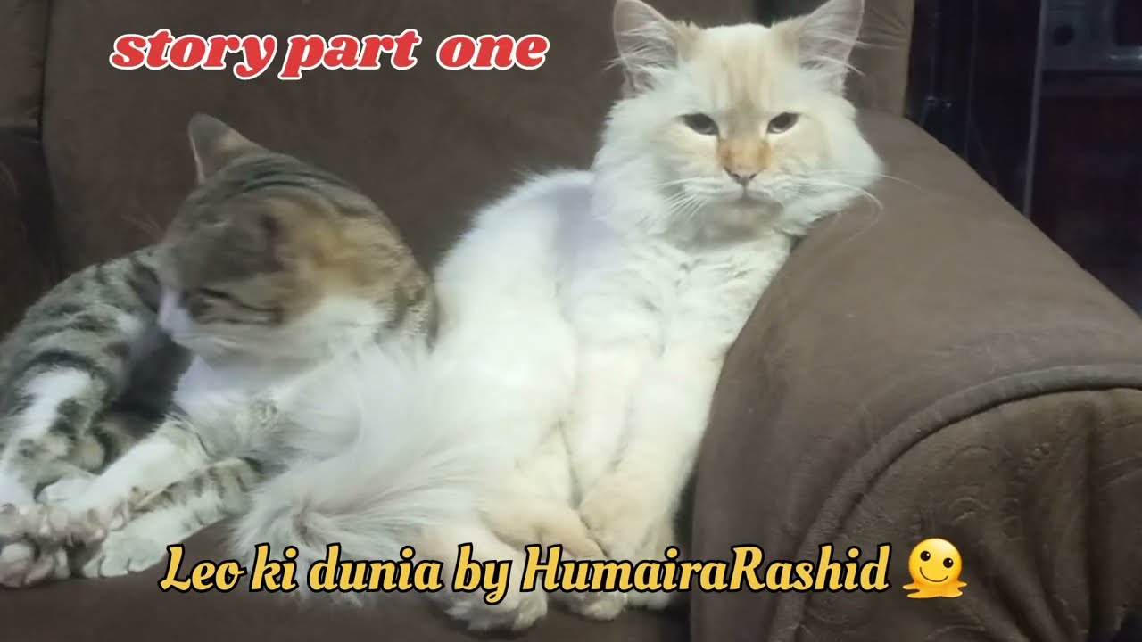Salman aur Ibrahim sabar aur tawakal story by leo ki dunia 