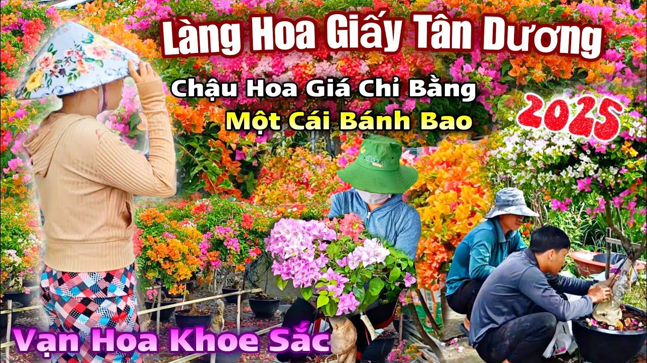 Làng Hoa Giấy Rạch Bần, Làng Hoa Sa Đéc Nhiều Hoa Kiểng Độc Lạ Đẹp Bắt Mắt Người Xem.