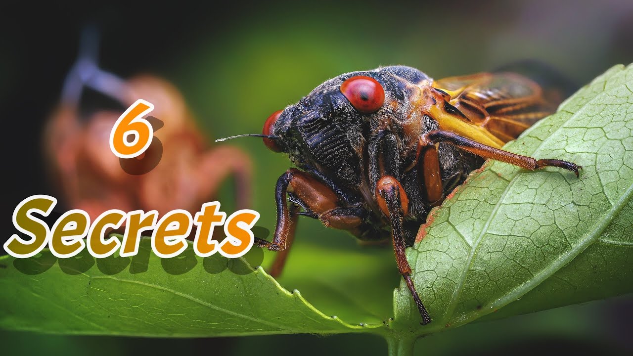 6 Secrets To Better Macro Photos