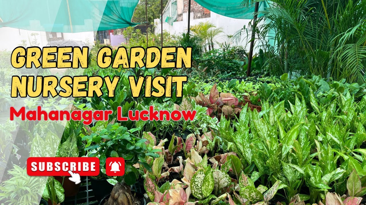 Green Garden Nursery Visit – Best Plant Nursery in Mahanagar, Lucknow