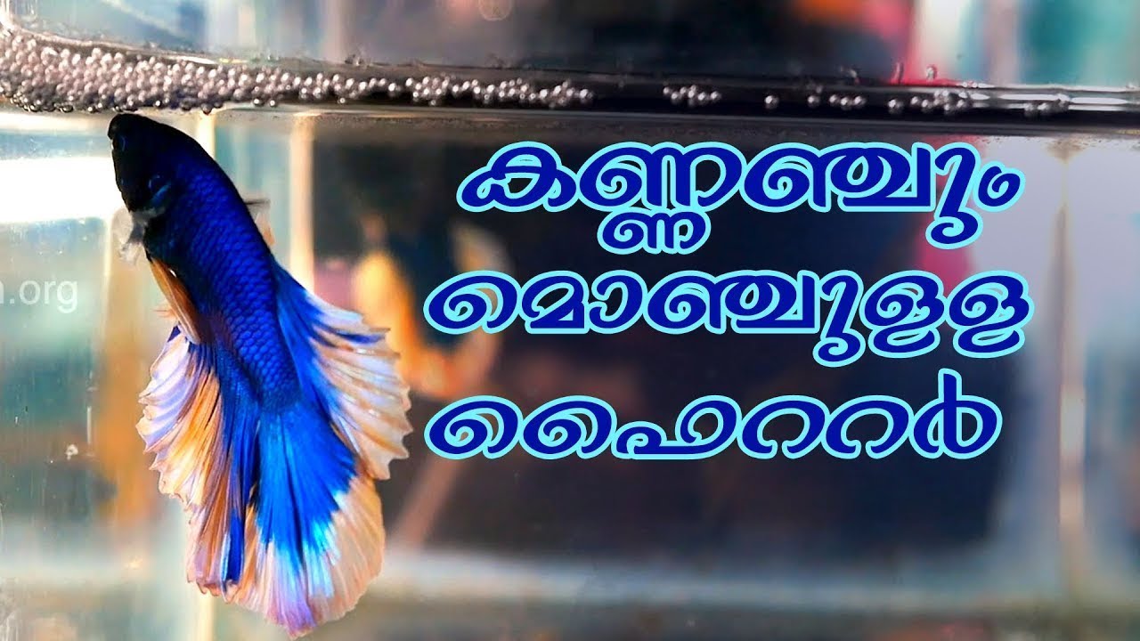 Betta fish farm | Palakkad | ഫൈറ്ററുകളുടെ വിസ്‌മയ ലോകം