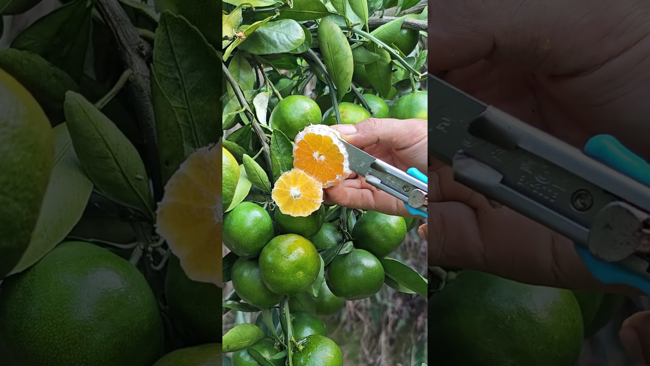 Colhendo laranjas &agrave; m&atilde;o no pomar, sentindo a alegria e a satisfa&ccedil;&atilde;o da colheita.