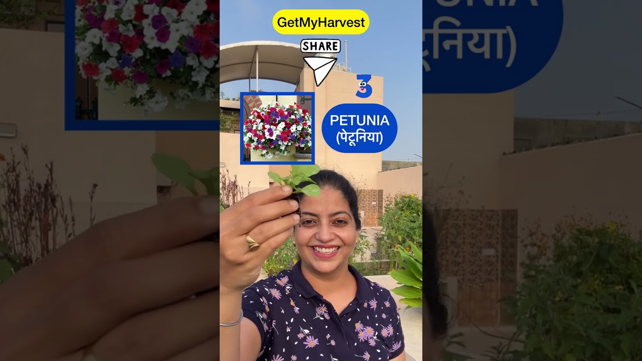 6 Flowers to grow in September | Yeh khilte rahenge January - February tak #flowers
