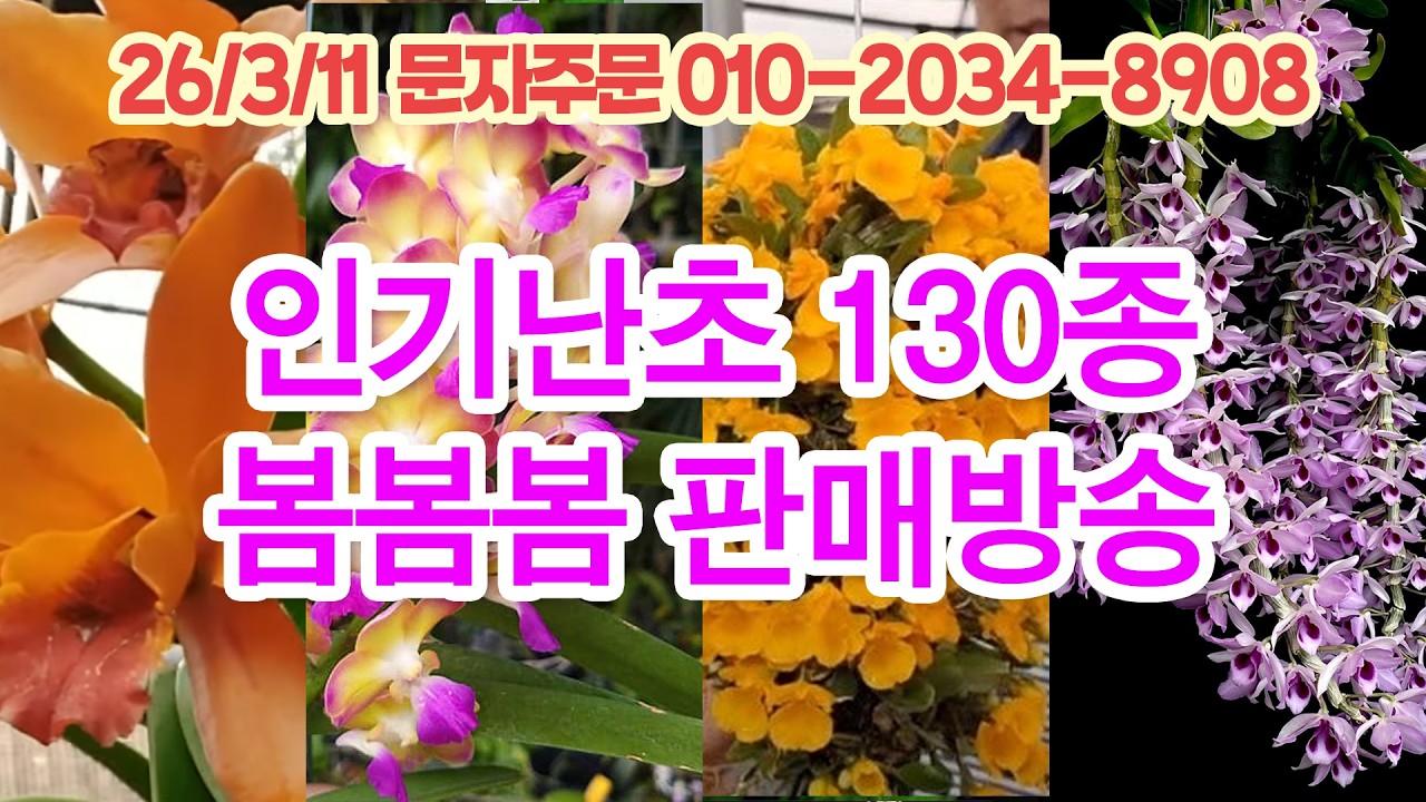 봄봄봄 맞이 판매방송 인기난초 130종