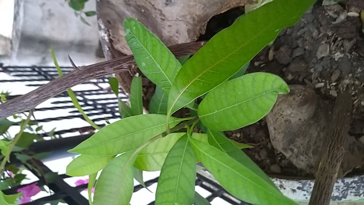 &Aacute;rbol de Mango Con Un Mes De Germinaci&oacute;n ; Bell&iacute;simo.