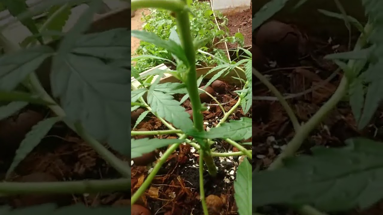 primeira semana de flora no altdrow semente de prensado