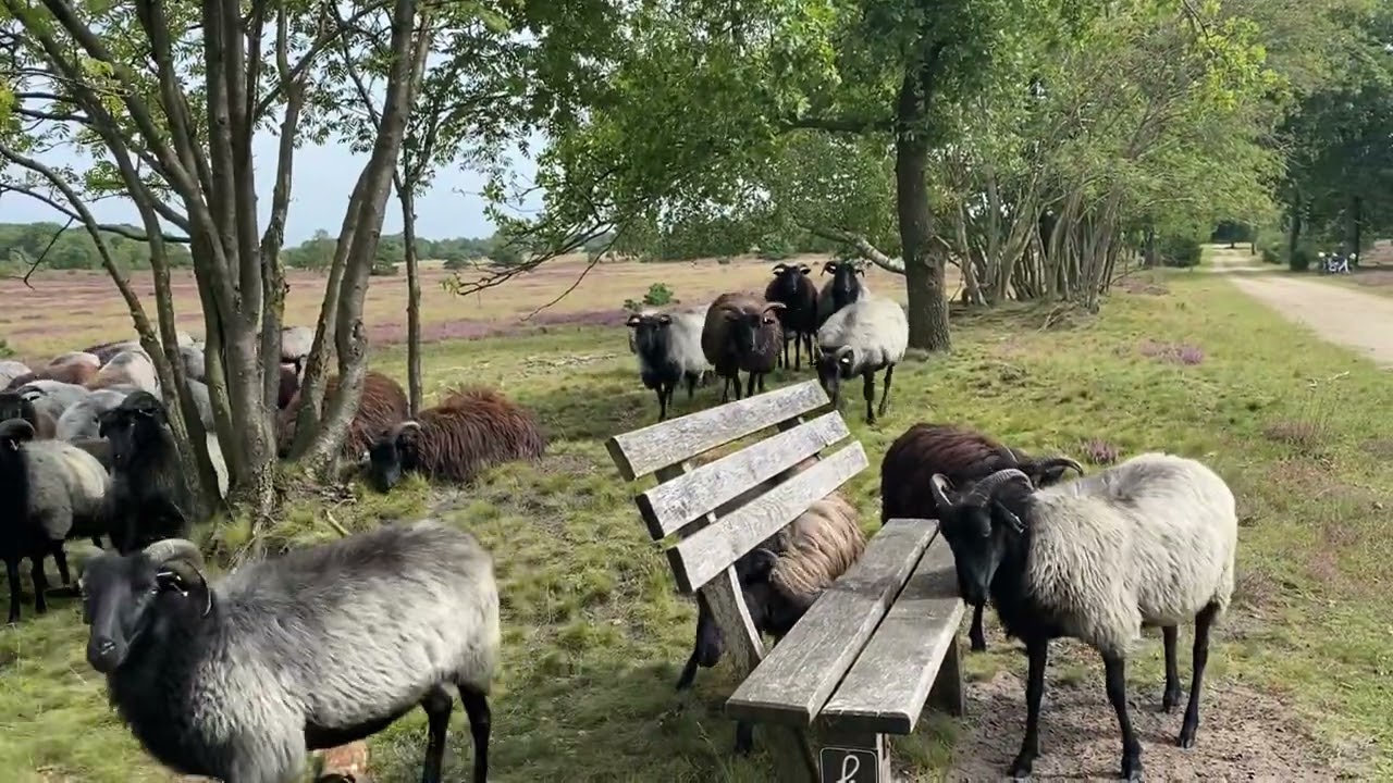 Naturparks Lüneburg Heide.🥰🐑🐑..