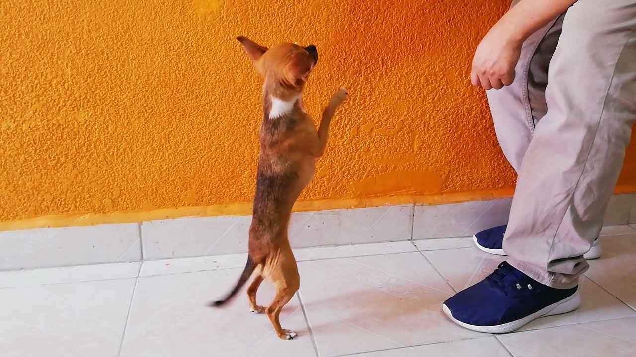 Las 8 cosas que tu perro chihuahua más ama | Cabeza de venado @AmigoChihuahua