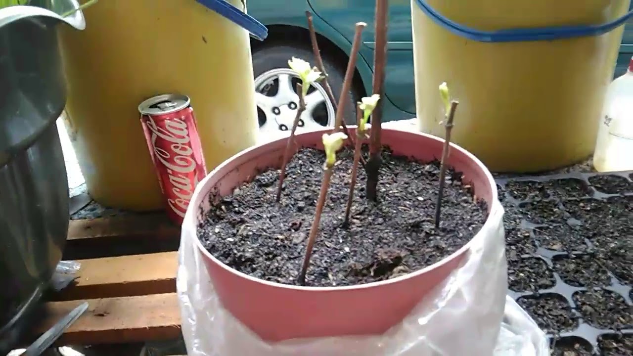 Madaling paraan para magpatubo ng cuttings ng ubas
