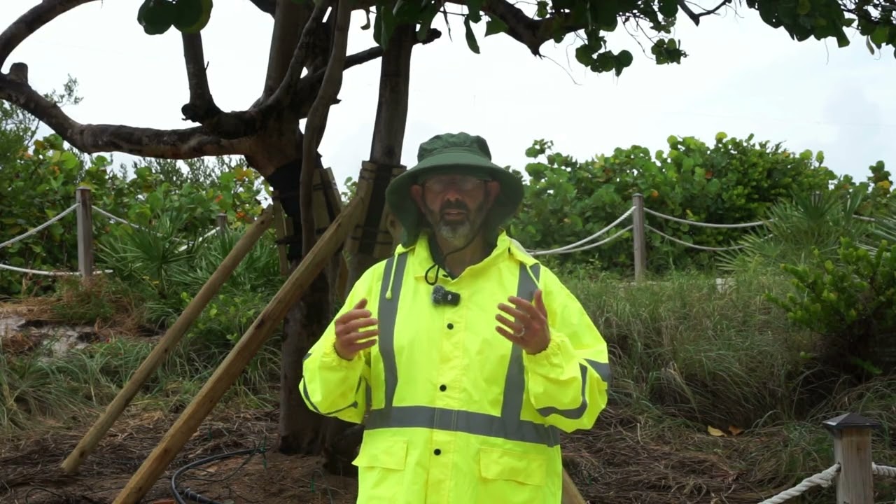 Mondays with the Manager: Seagrape Tree Finds New Home on Surfside’s Beach Hardpack