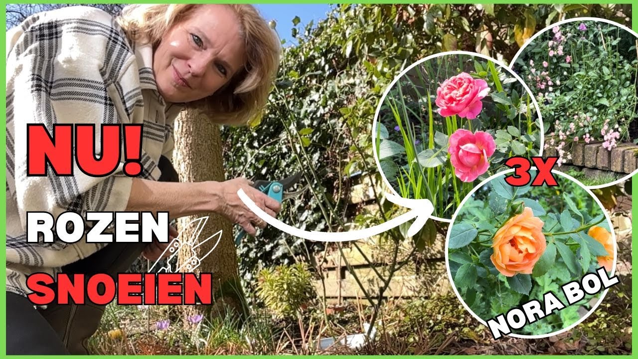 Je roos snoeien? Zo doe je het goed! 🌹✂️