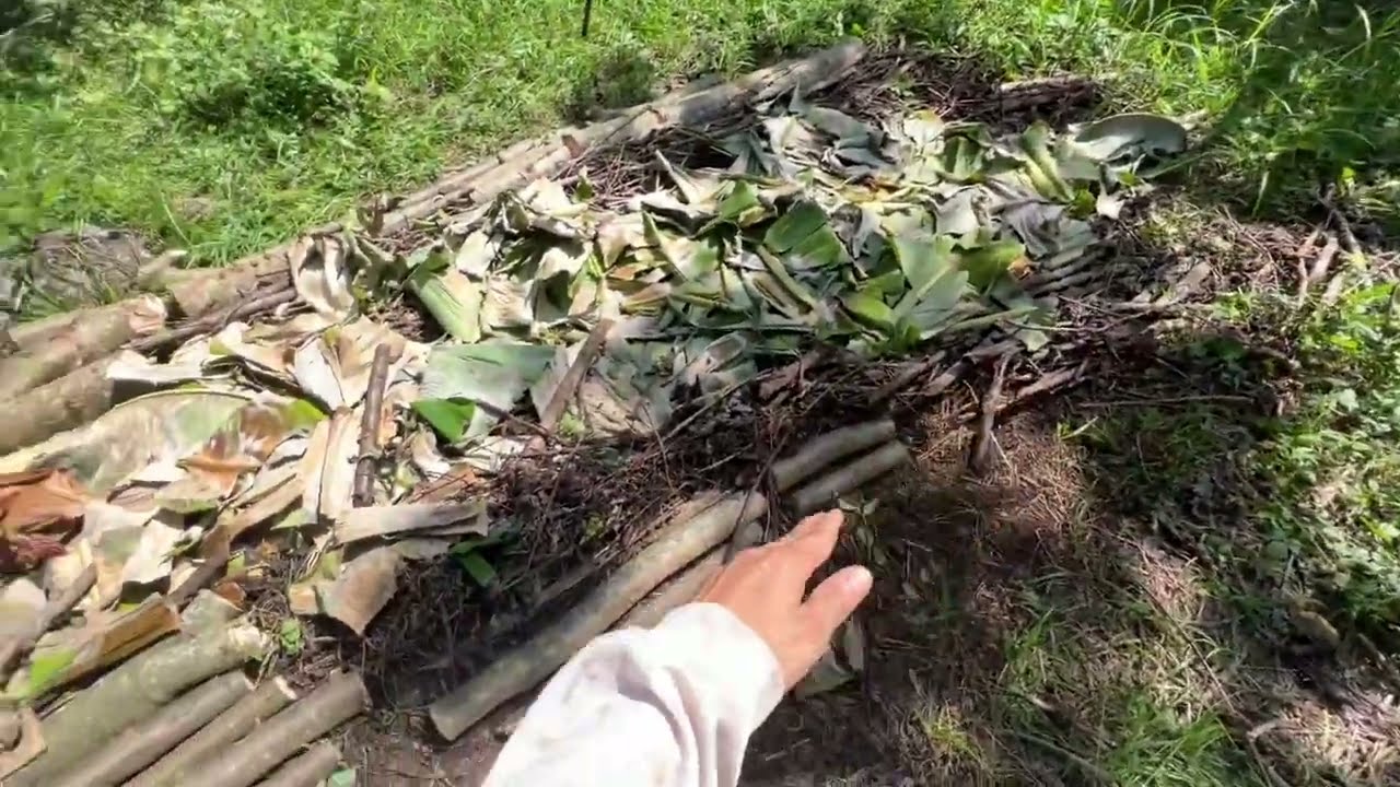 Feeding Young Avocado Trees BIOMASS - Preparing for Dry Season (Agroforestry) 🇭🇳