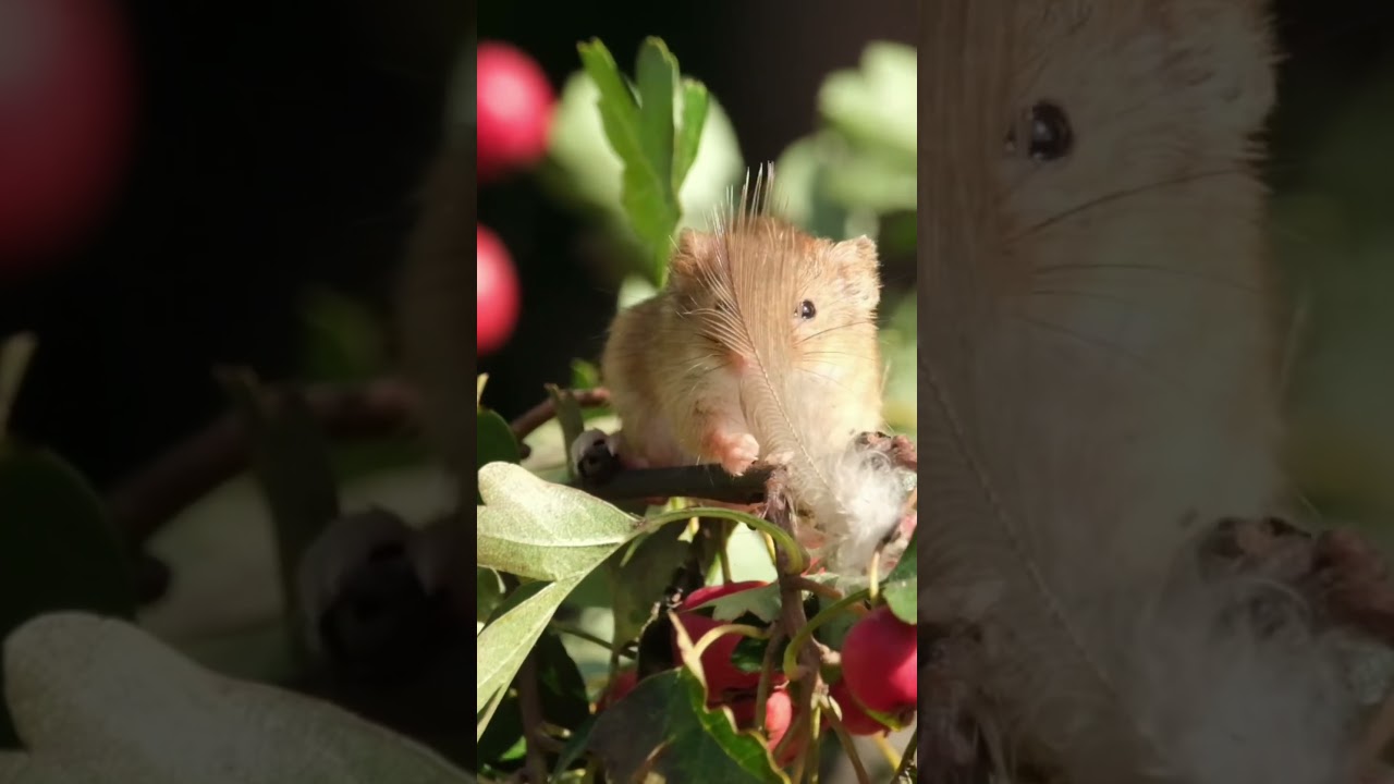 Mr Jingles the harvest mouse and a feather. 